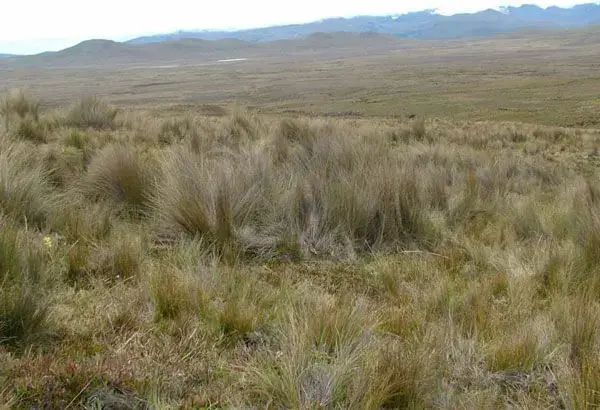 paramo