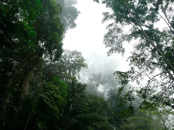 pisos climaticos calido