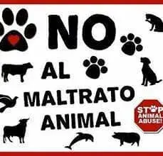 No al maltrato animal