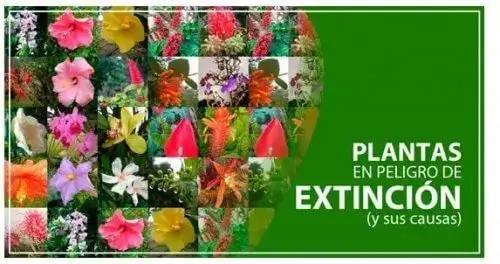 Plantas-en-Peligro-de-Extincion