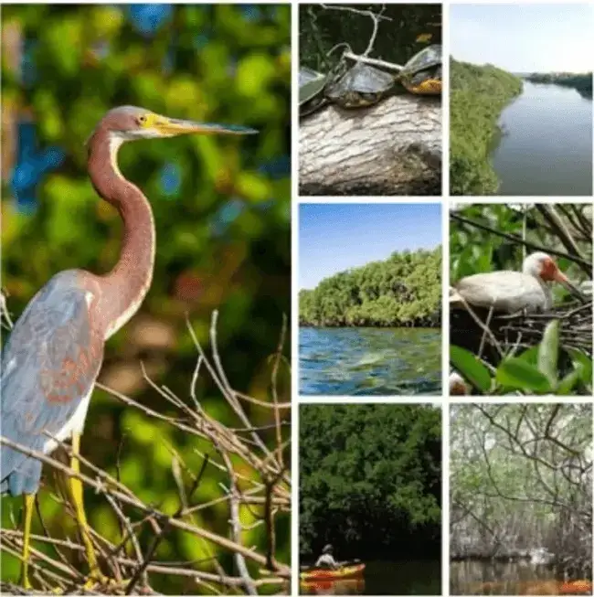 manglares ecuador tipos características