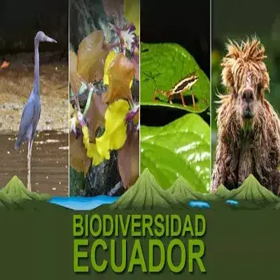 biodiversidad ecuador características flora fauna