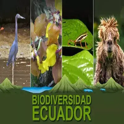 biodiversidad ecuador caracteristicas flora fauna