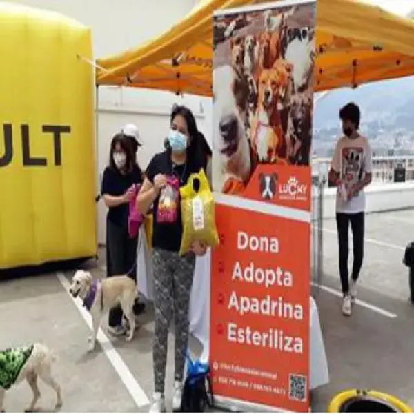 renault-ecuador adopta perritos
