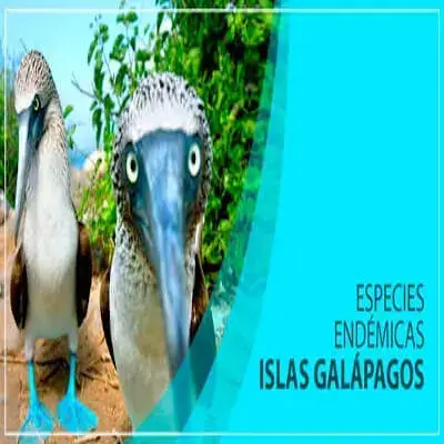 Especies Endémicas que habitan las Islas Galápagos Ecuador