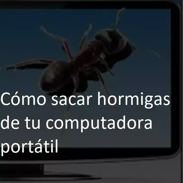 Cómo sacar hormigas de tu computadora portátil