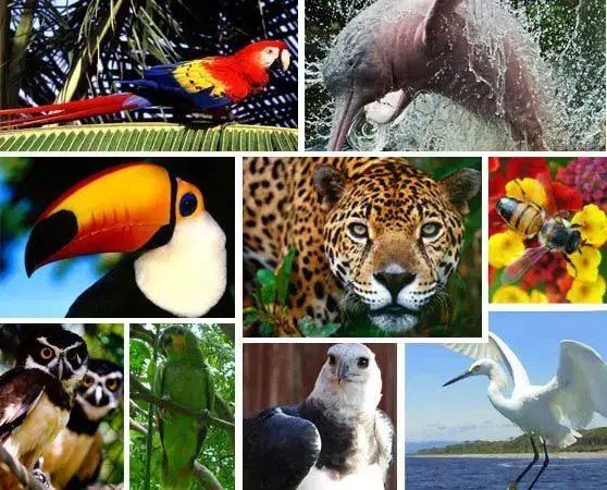 %%currentyear%% Región Amazónica del Ecuador Flora fauna ríos clima región Amazónica Ecuador oriente ecuatoriano una zona natural país orquídea