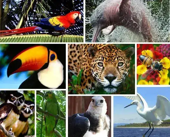 region-amazonica-flora-fauna