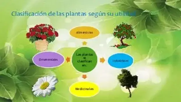 Clasificación Plantas: Tipos de plantas según su utilidad